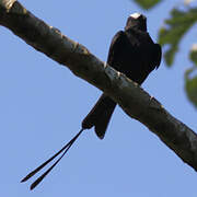 Long-tailed Tyrant