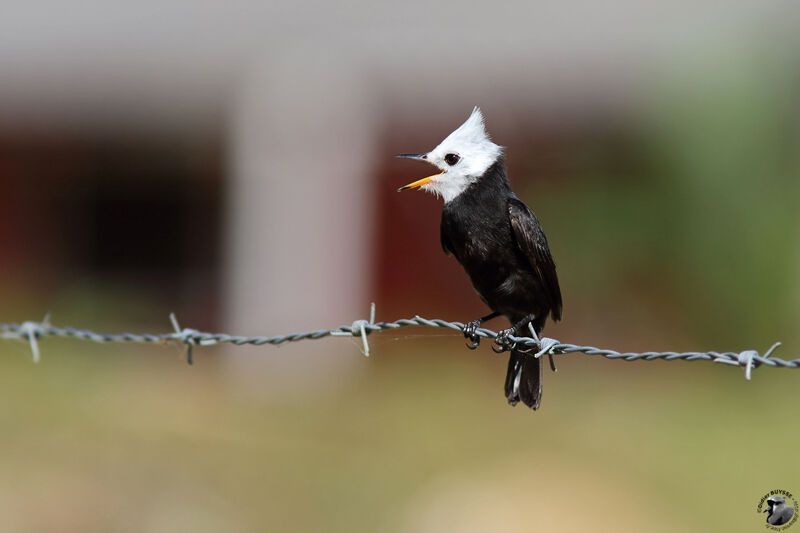 White-headed Marsh Tyrant male adult, identification