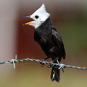 White-headed Marsh Tyrant