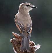 Rufous-bellied Bush Tyrant