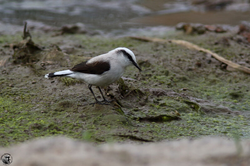 Masked Water Tyrantadult breeding, identification