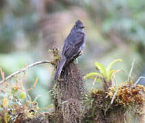 Smoke-colored Pewee