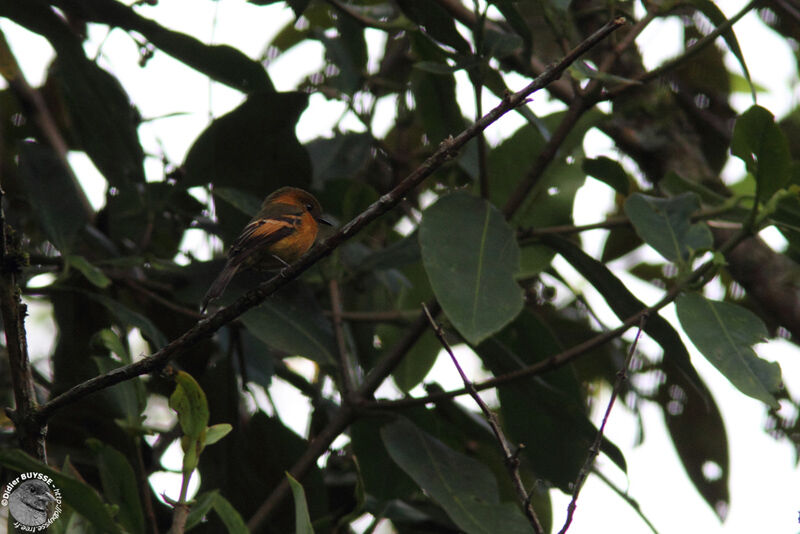 Cinnamon Flycatcheradult, identification