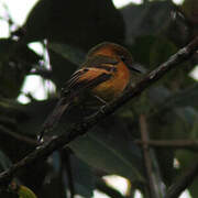 Cinnamon Flycatcher