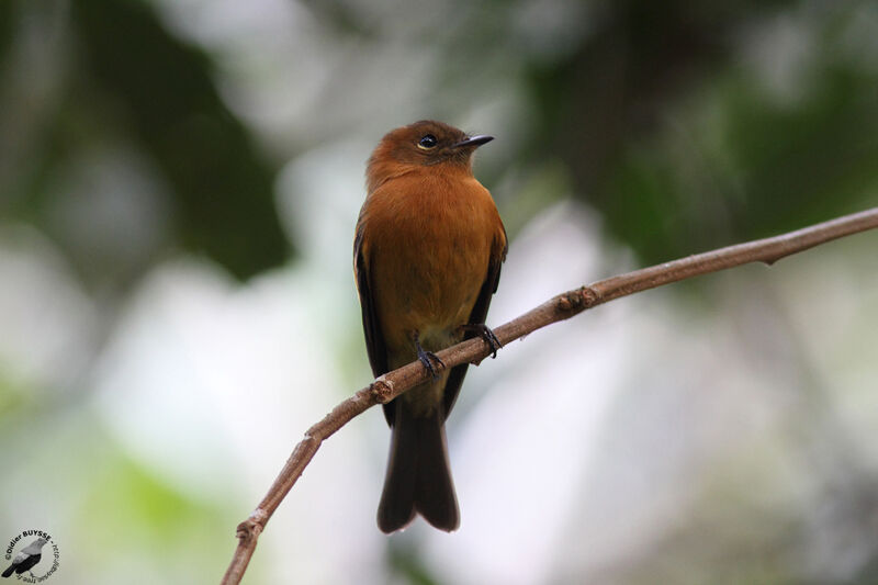 Cinnamon Flycatcheradult, identification