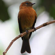 Cinnamon Flycatcher