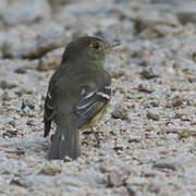 Euler's Flycatcher