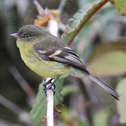 Orange-banded Flycatcher