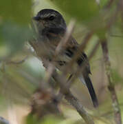 Mouse-grey Flycatcher