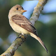 Willow Flycatcher