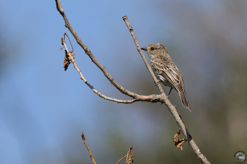 Scarlet Flycatcherimmature, identification