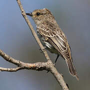 Scarlet Flycatcher