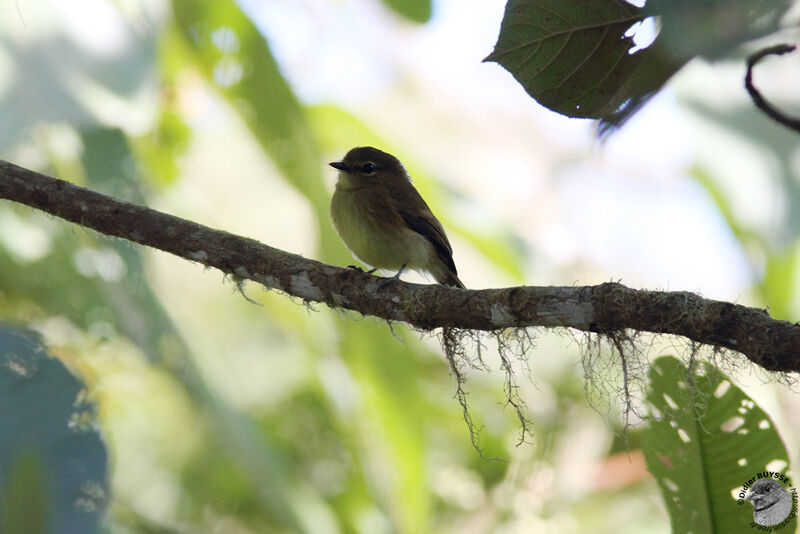 Flavescent Flycatcheradult, identification