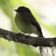 Flavescent Flycatcher