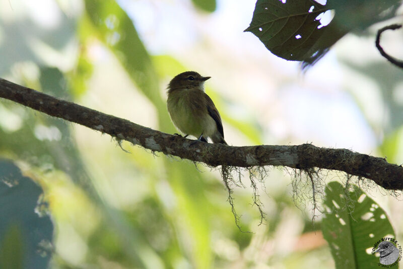 Flavescent Flycatcheradult, identification