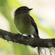 Flavescent Flycatcher