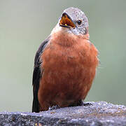 Cliff Flycatcher