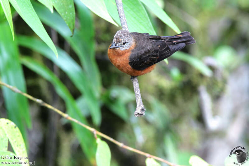 Cliff Flycatcheradult