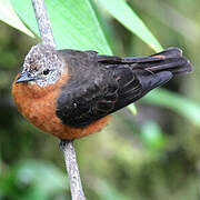 Cliff Flycatcher