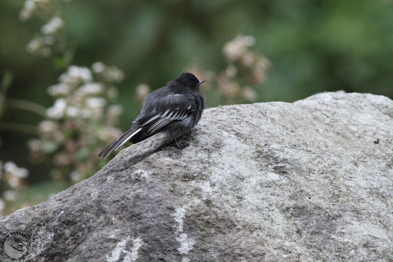 Moucherolle noiradulte, identification