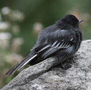 Black Phoebe