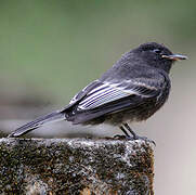 Black Phoebe