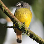 Ornate Flycatcher