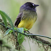 Ornate Flycatcher