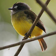 Ornate Flycatcher