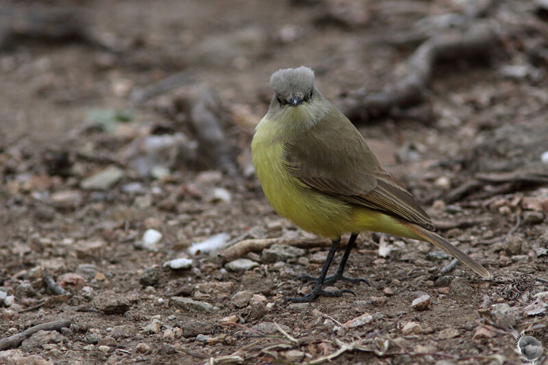 Moucherolle querelleuradulte, identification