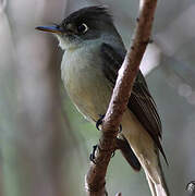 Cuban Pewee