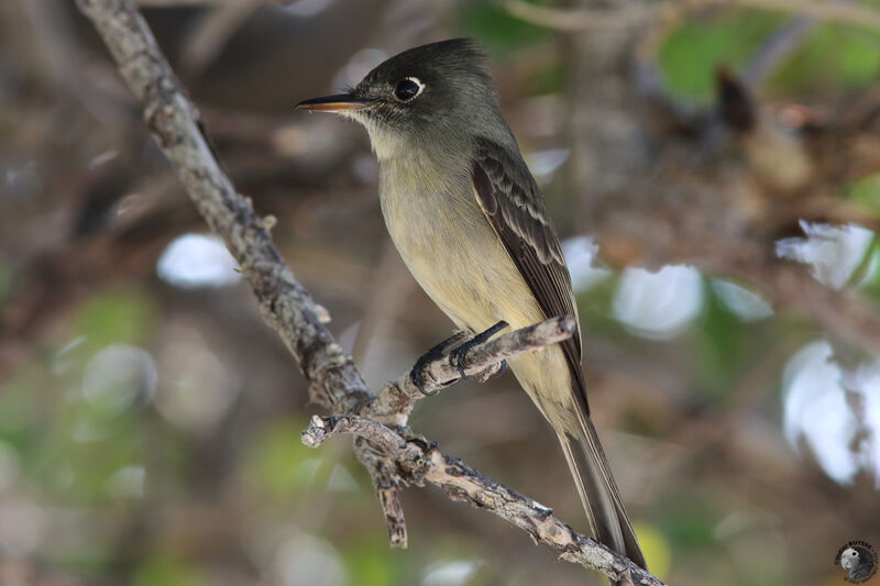 Moucherolle tête-fouadulte, identification