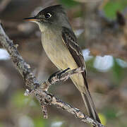 Cuban Pewee