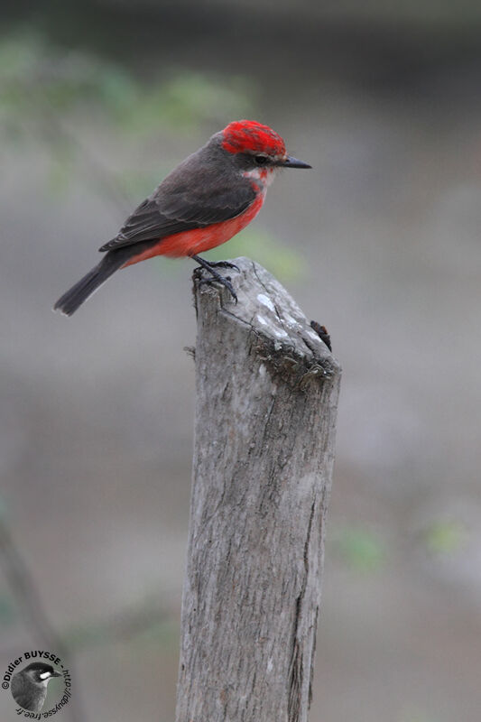 Vermilion Flycatcher male, identification