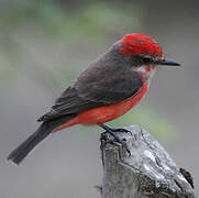 Vermilion Flycatcher