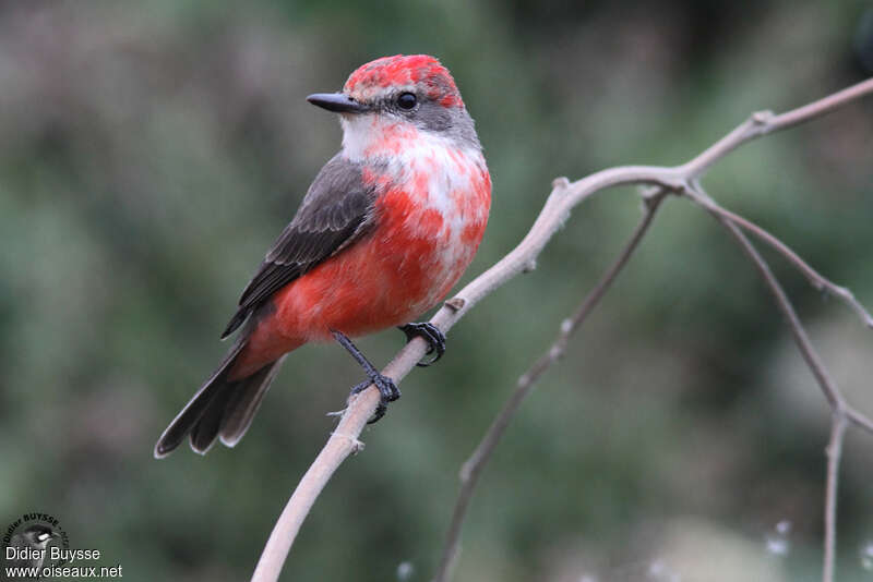 Vermilion Flycatcher male adult transition, pigmentation