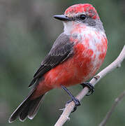 Vermilion Flycatcher