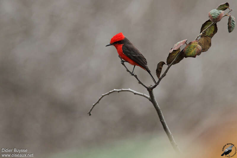 Vermilion Flycatcher male adult breeding, habitat, pigmentation, Behaviour