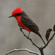 Vermilion Flycatcher