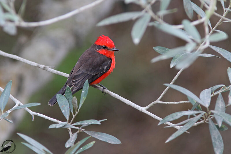 Vermilion Flycatcher male adult, identification