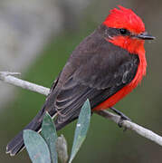 Vermilion Flycatcher