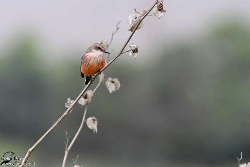 Vermilion Flycatcher female adult, habitat, pigmentation