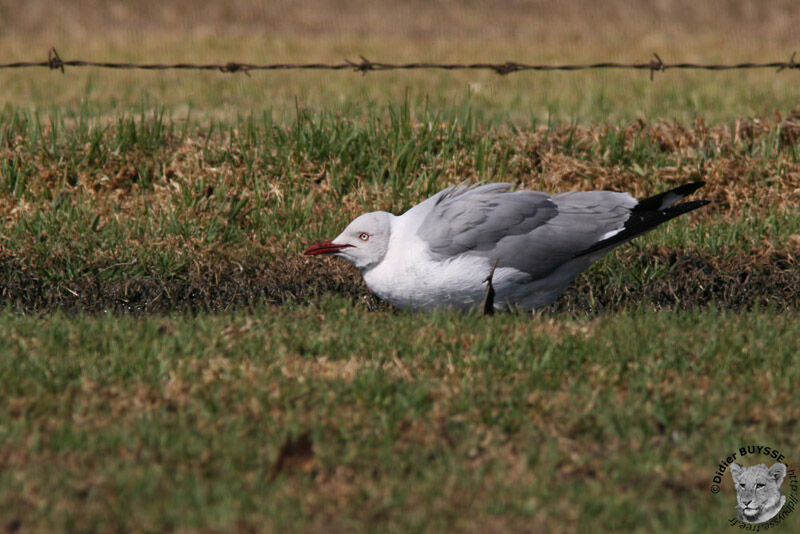 Mouette à tête grise, identification