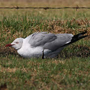 Mouette à tête grise