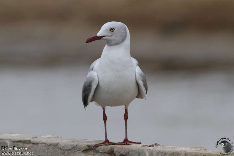 Grey-headed Gulladult post breeding, close-up portrait, pigmentation