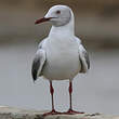 Mouette à tête grise