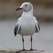 Mouette à tête grise