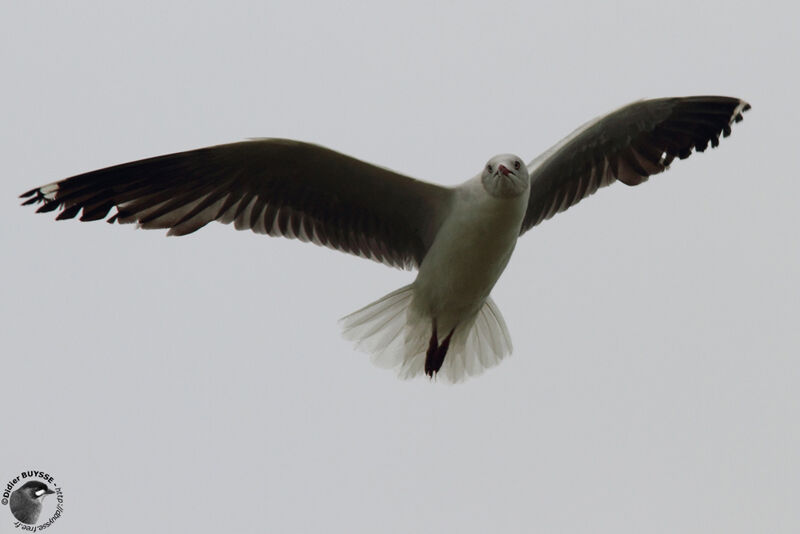 Grey-headed Gulladult post breeding, Flight
