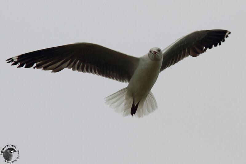 Mouette à tête griseadulte internuptial, Vol