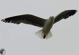 Grey-headed Gull